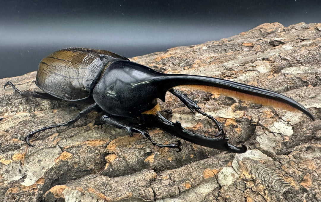 《ヘラクレス亜種オキシデンタリス 137mm ペア》