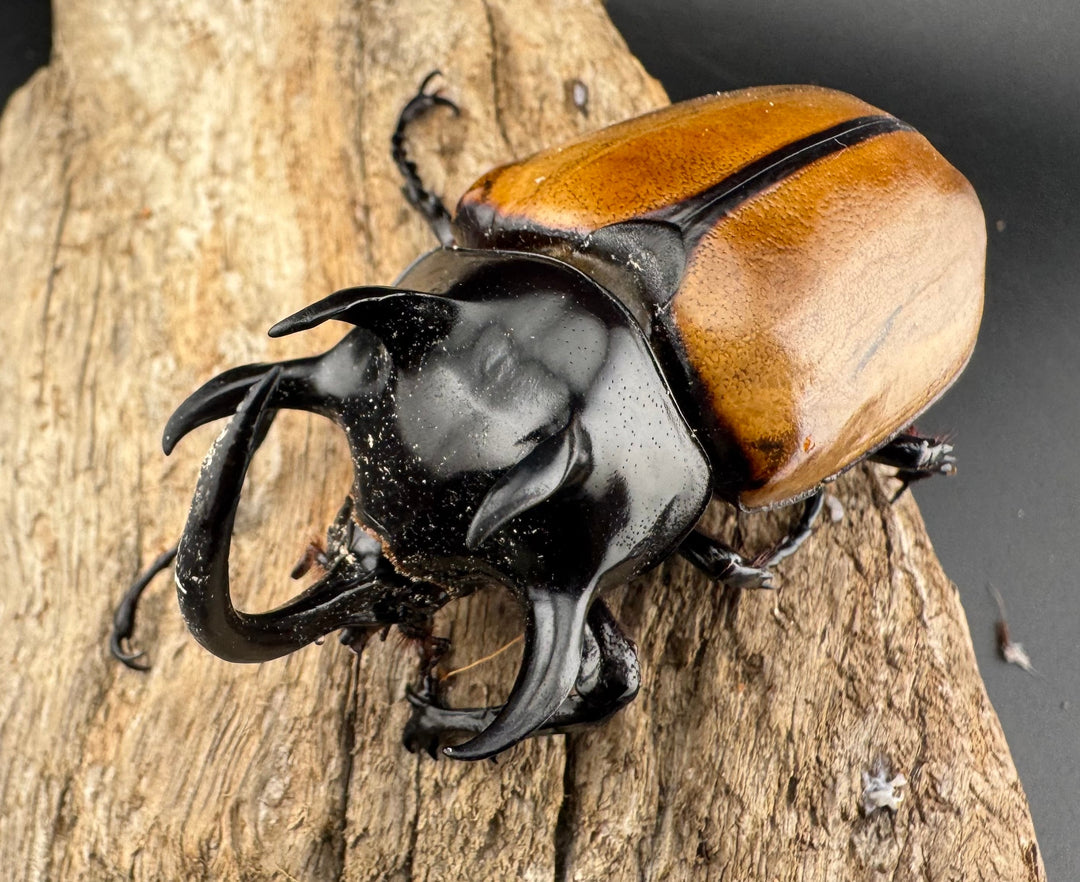 【WD】《ゴホンツノカブト原名亜種 ラオス産 80.5mm ペア》