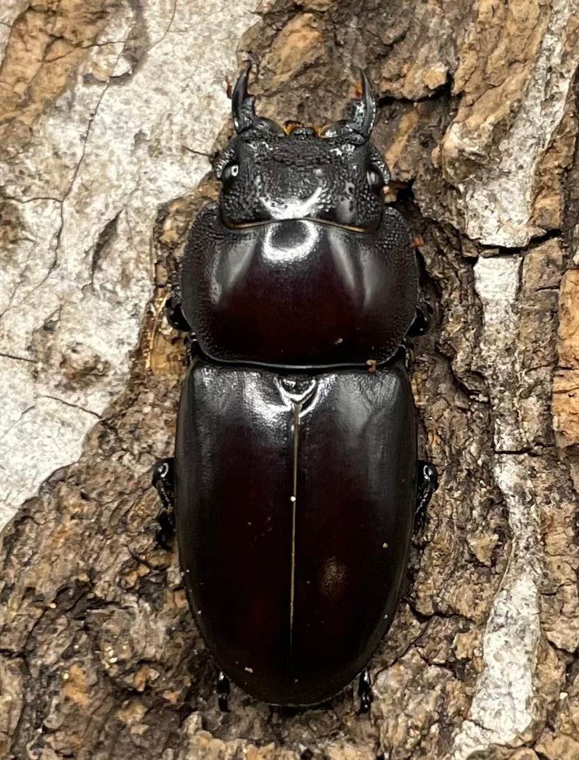 【WD】《ゲルツルードノコギリ 37mm ペア》