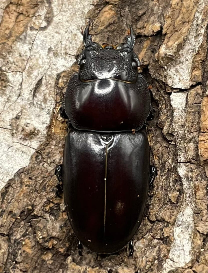 【WD】《ゲルツルードノコギリ 37mm ペア》