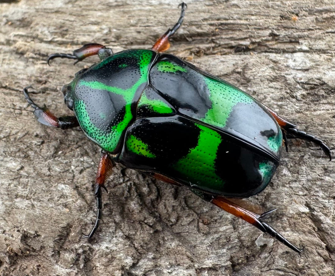 【WD】《マックレーツヤカナブン パラワン産  ペア》