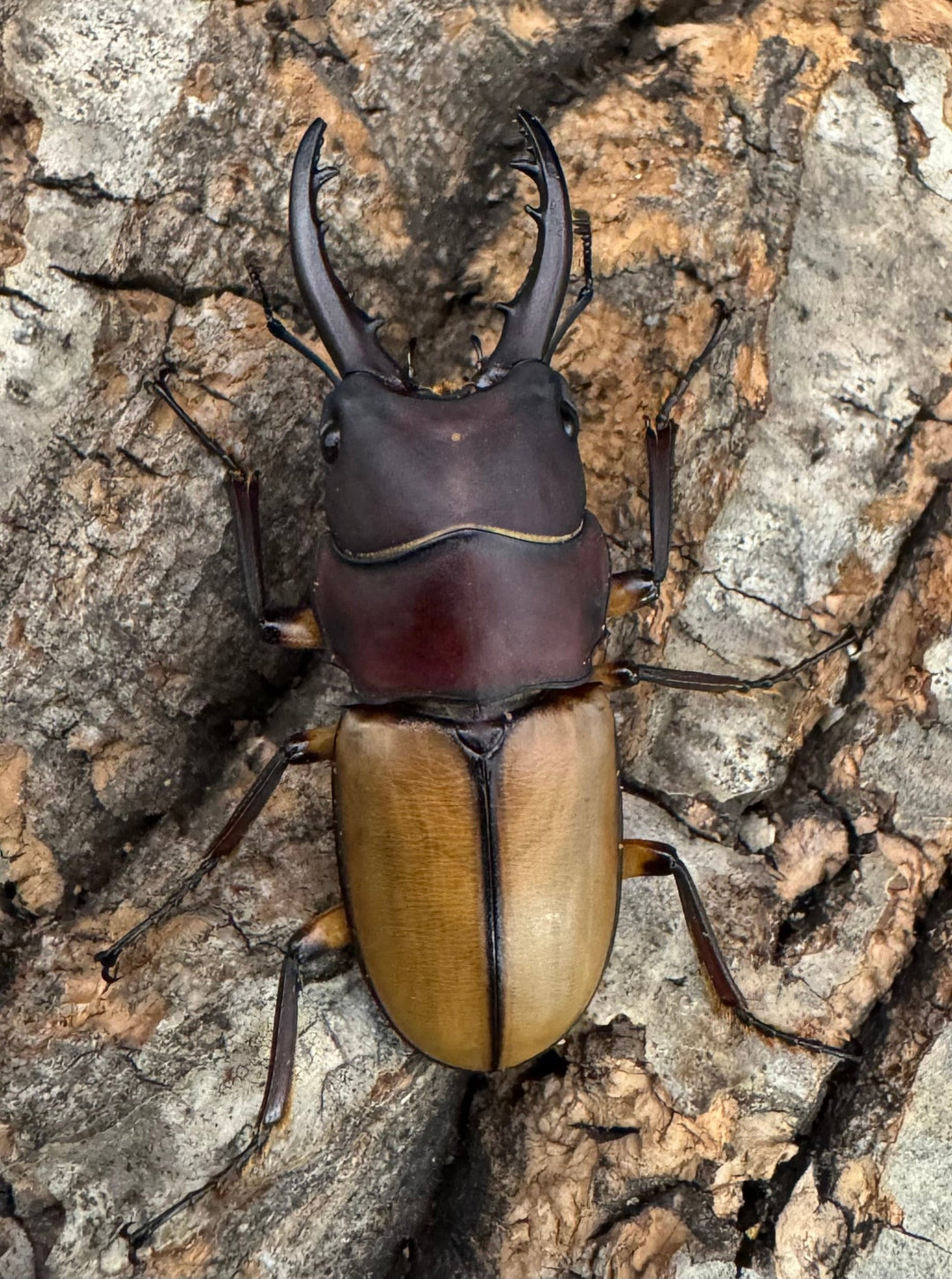 【WD】《ブルイジンノコギリクワガタ 40.5mm ペア》