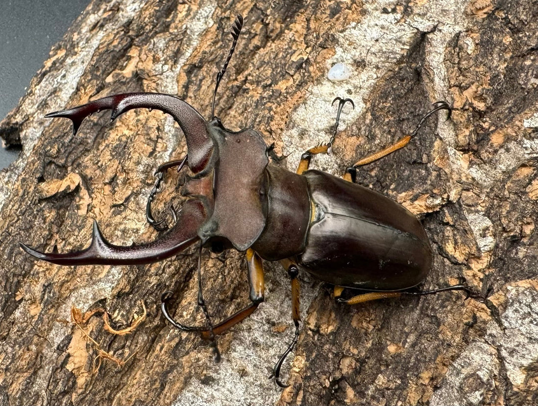 【WD】《フェアメイルミヤマクワガタ 52mm ♂♀♀トリオ》