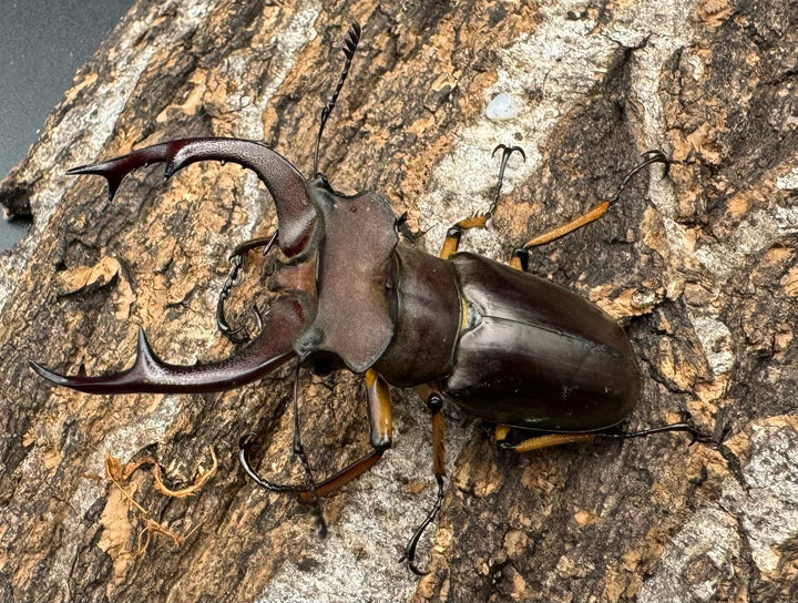 【WD】《フェアメイルミヤマクワガタ 52mm ♂♀♀トリオ》