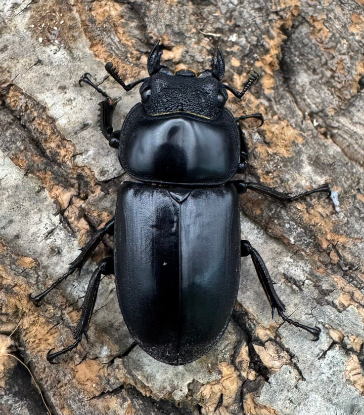 《マレーアンタエウス ドルクスマンB血統 74mm ペア》