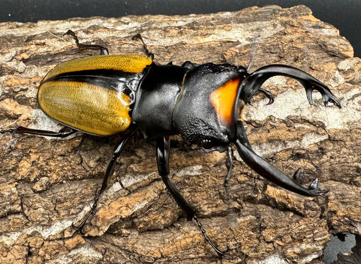 【WD】《ラコダールツヤクワガタ アチェ産 76mm ペア》