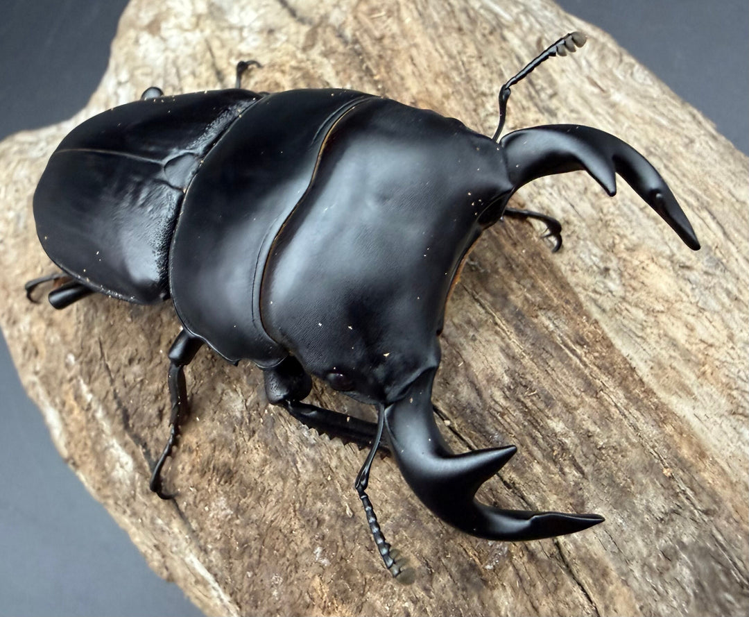 《インドグランディス亜種moriyai 80mm ペア》クワカブの部屋三森氏ブリード個体
