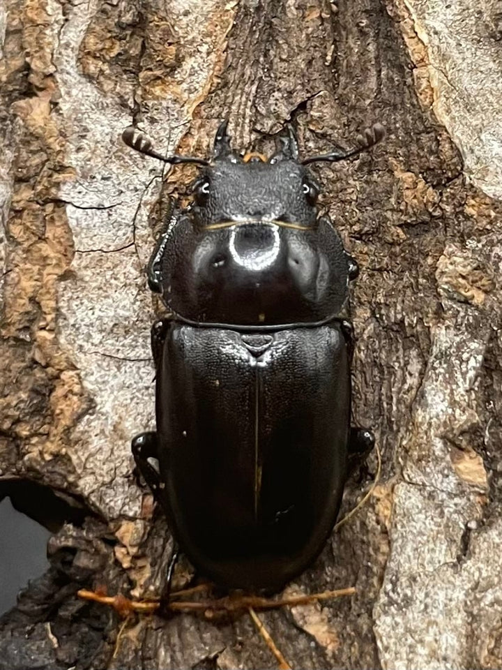 【WD】《フォルフィクラノコギリ（マルバネノコギリ） 55mm A’品ペア》