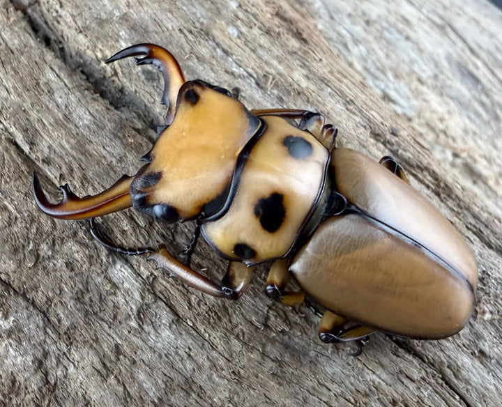 【WF1】《メリーメンガタクワガタ 37.5mm ペア》