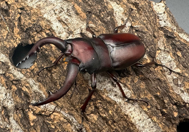 【WF1】《本土ノコギリクワガタ 八王子産 58mm ペア》