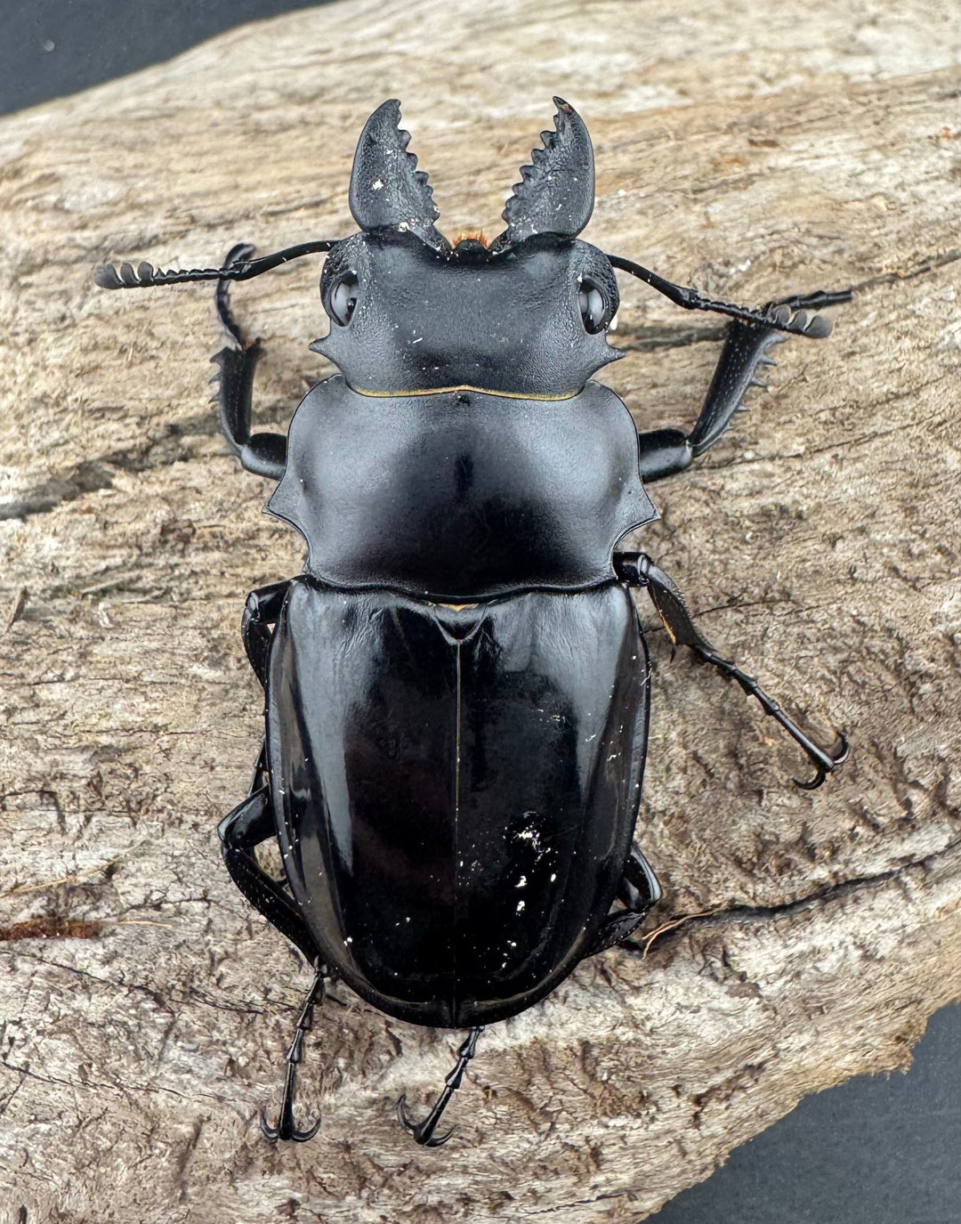 【WD】《シヴァツヤクワガタ ラオス産 49mm A’品ペア》