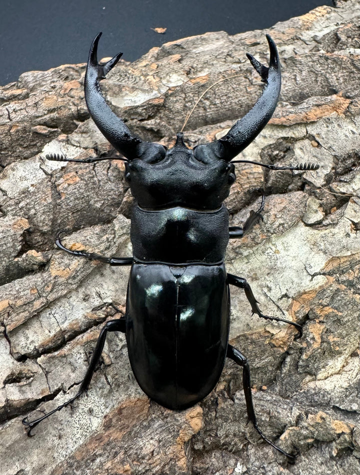 【WD】《ブケットフタマタ 73mm ペア》