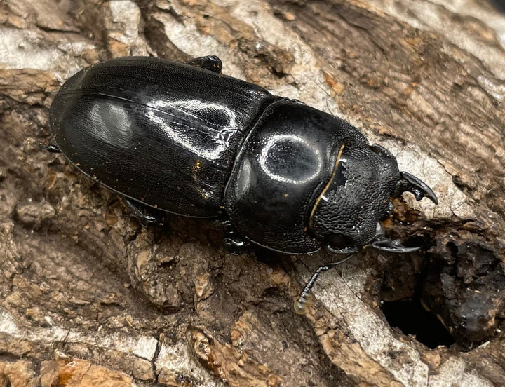 【WD】《パラワンオオヒラタ ♀単》