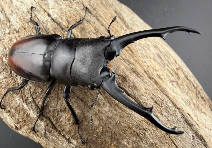 【WD】《ツカモトフタマタ 79mm ♂単》