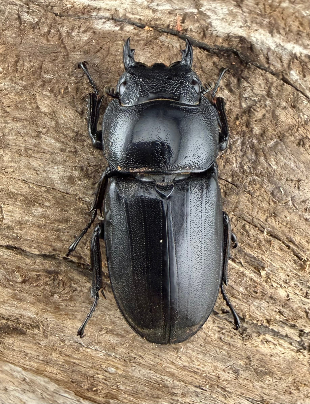 【WD】《ミンダナオヒラタ マラグサン産 85mm ペア》