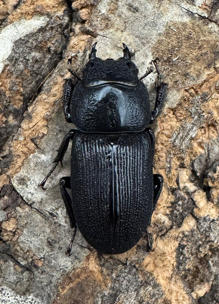 【WD】《ドルクスリンビン 27mm ♂♀♀トリオ》