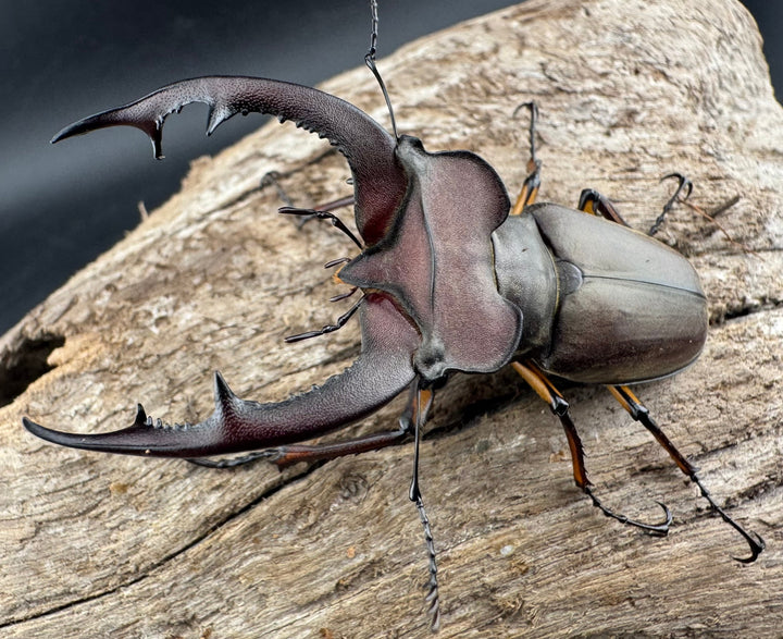 【WD】特大《フォントミヤマクワガタ 62.5mm ペア》