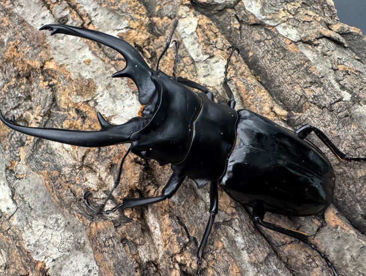 【WD】《インターメディアツヤクワガタ ネグロス産 96.5mm ペア》