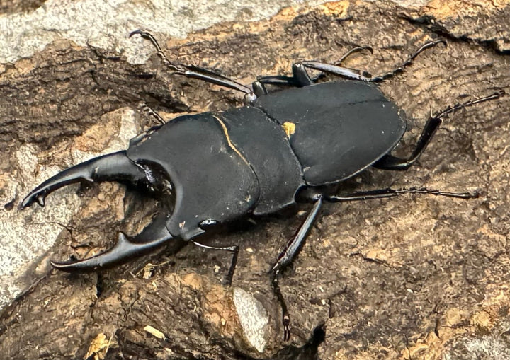 【WF1】《メラナリウスホソクワ ♂単》