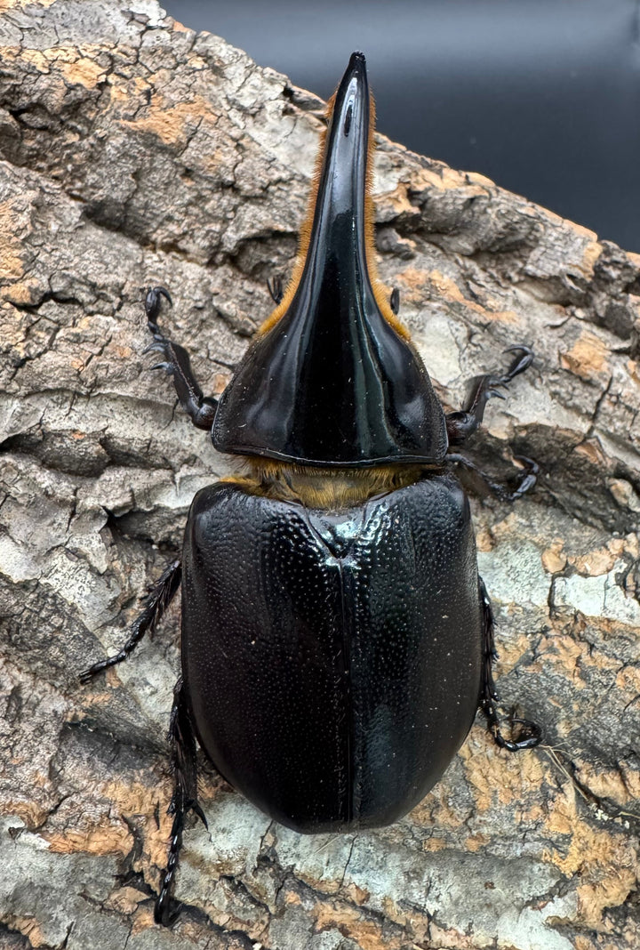 即ブリ《サタンオオカブト 87mm ペア》