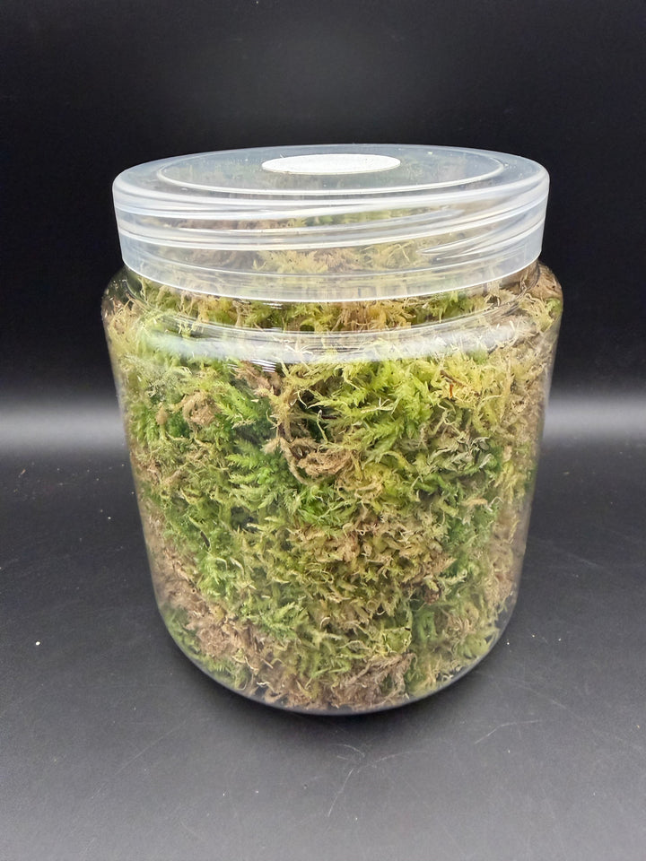 【2L】国産 摘み立て生水苔（生きた水苔）