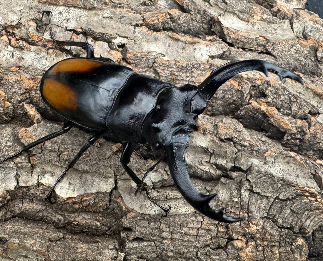 【WD】《セアカフタマタ（パリーフタマタ） 71mm A'品ペア》