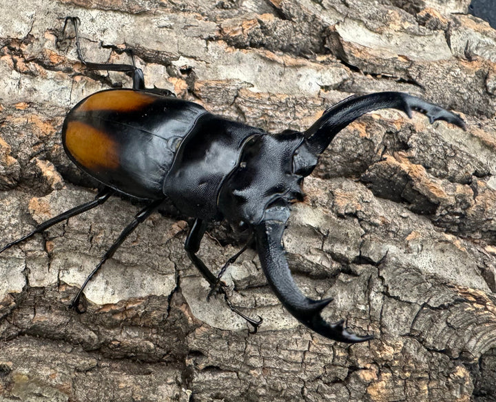 【WD】《セアカフタマタ（パリーフタマタ） 71mm A'品ペア》