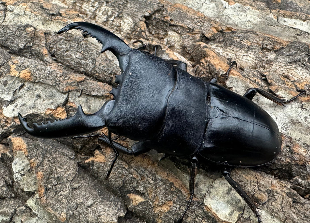 【WD標本用】エラー個体《パラワンオオヒラタ 81mm ペア》