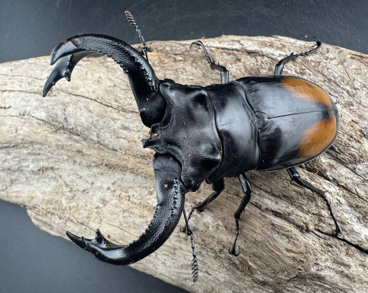 【WD】《セアカフタマタ（パリーフタマタ） 87mm ペア》