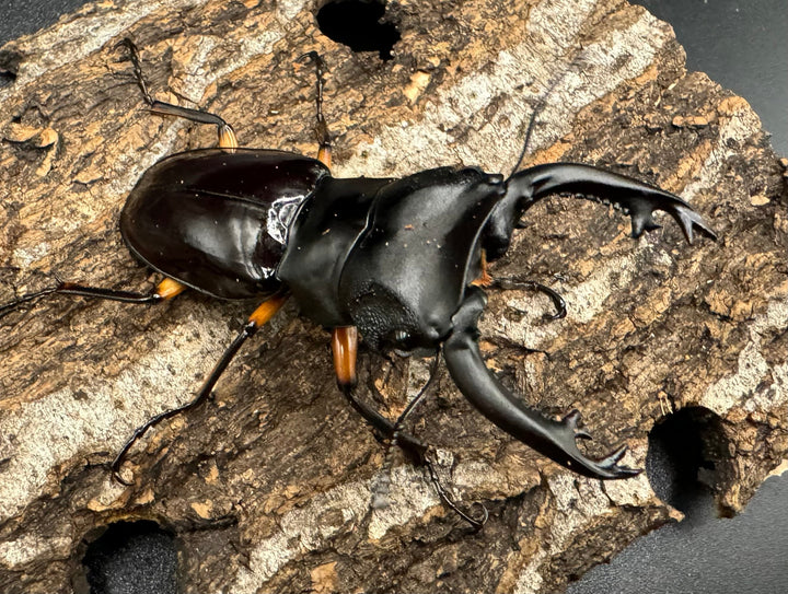 【WD】《インペリアリスツヤ亜種komorii 67mm ペア》