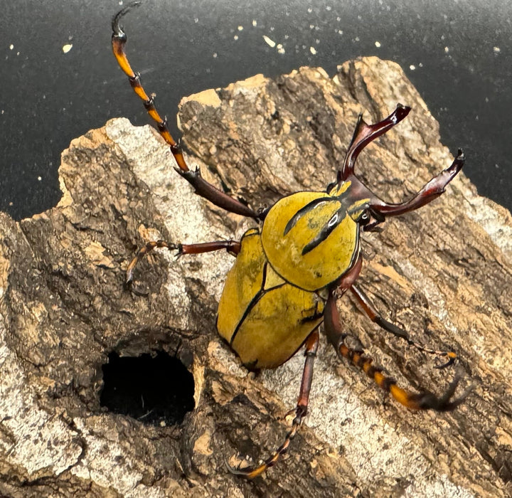 【WD】ワリックツノハナムグリ亜種bowringi ペア