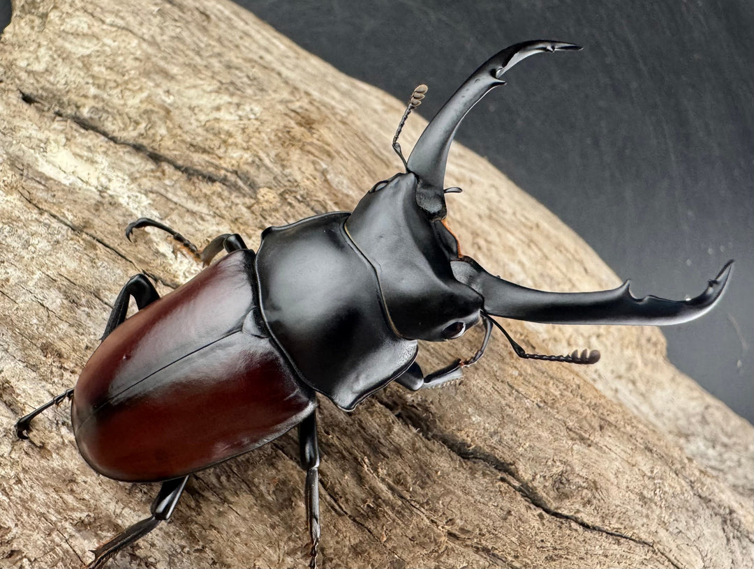 【WD】《ドンキエルコクワ原名亜種 チベット産 64mm ペア》