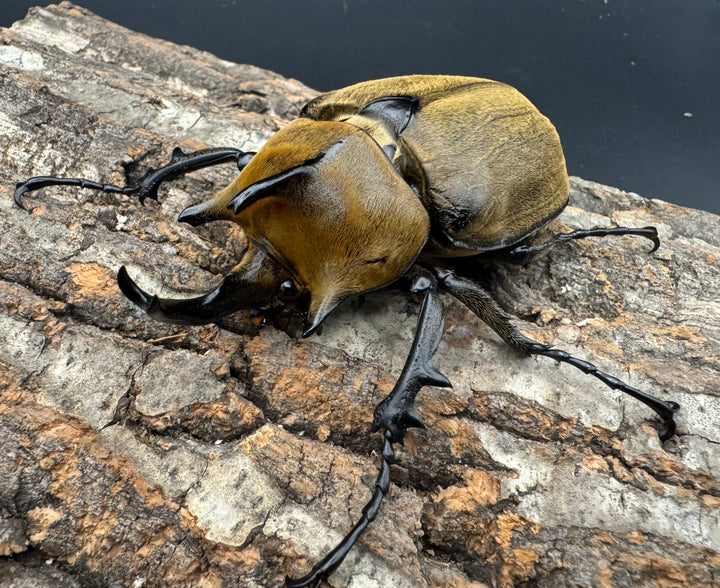 《ギアス ルンバッシャー 98mm ペア》