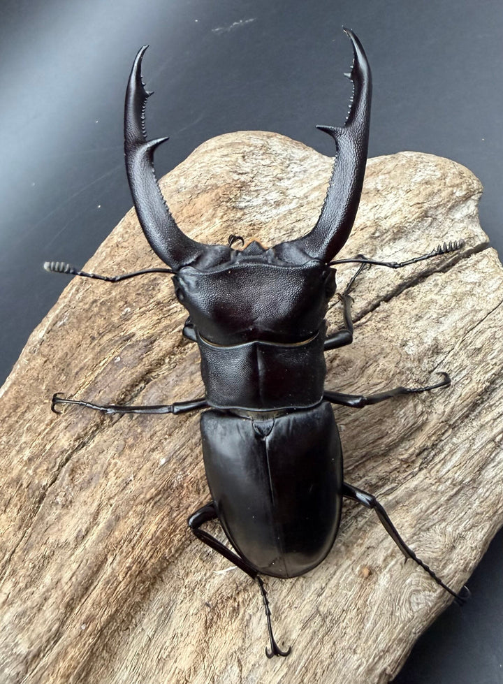【WD】《マンディブラリスフタマタクワガタ 92.5mm ペア》