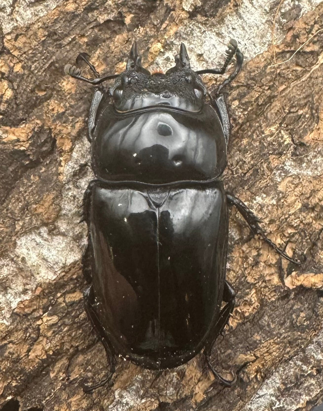 《タランドゥスオオツヤクワガタ 68mm ペア》