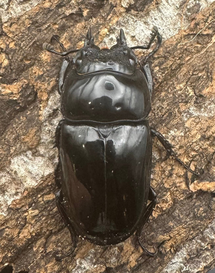 《タランドゥスオオツヤクワガタ 68mm ペア》