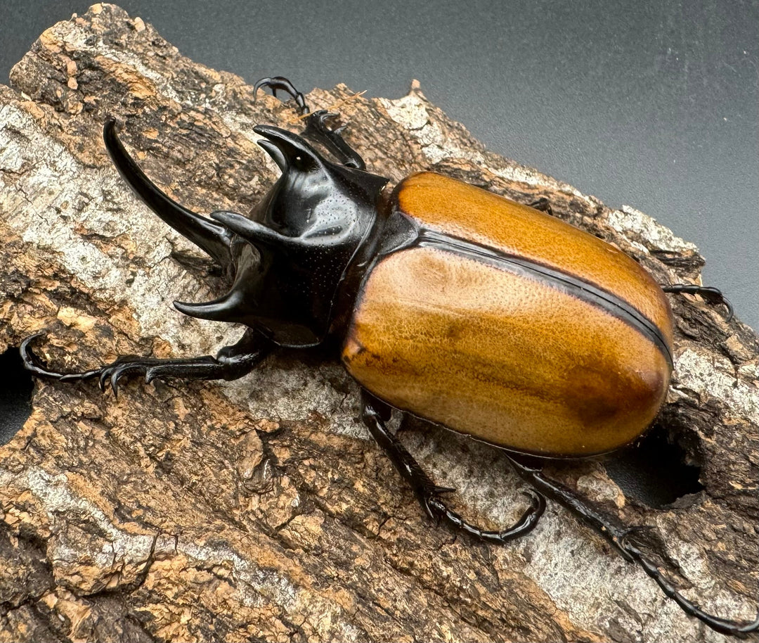 【WD】《ゴホンツノカブト原名亜種 72mm A’品ペア》