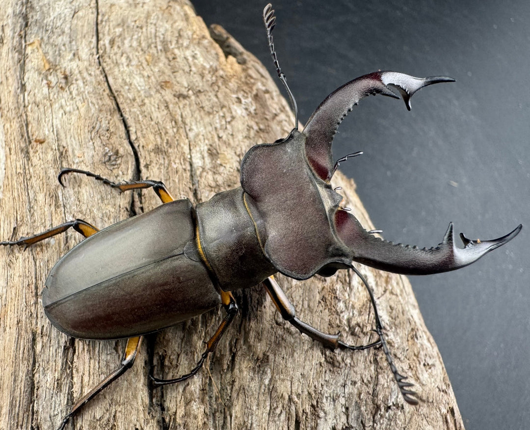 【WD】大型《フォントミヤマクワガタ 61mm ペア》①