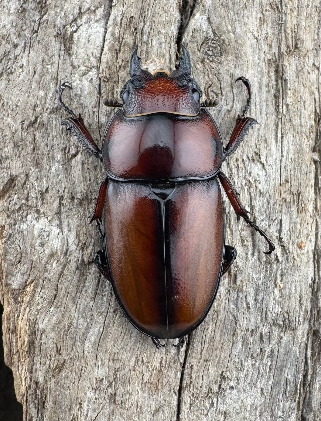 【WD】《アスタコイデスノコギリ ssp. 貴州省産 44.5mm ペア》