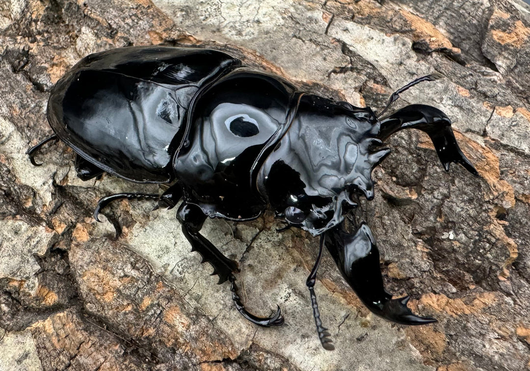 《タランドゥスオオツヤクワガタ 76.5mm ペア》