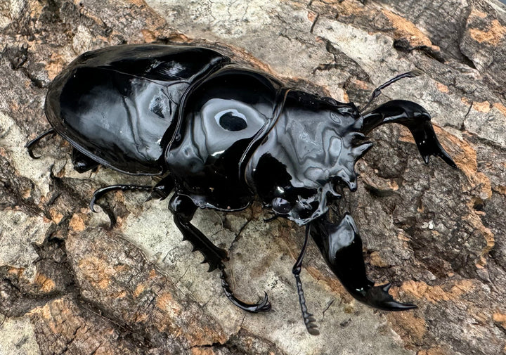 《タランドゥスオオツヤクワガタ 76.5mm ペア》