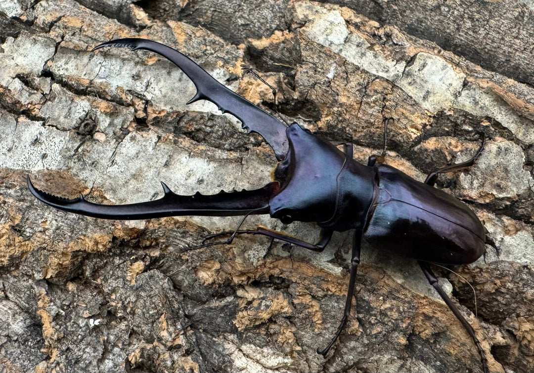 【美麗】即ブリ《メタリフェルホソアカ 75mm ペア》わたくわ氏ブリード個体