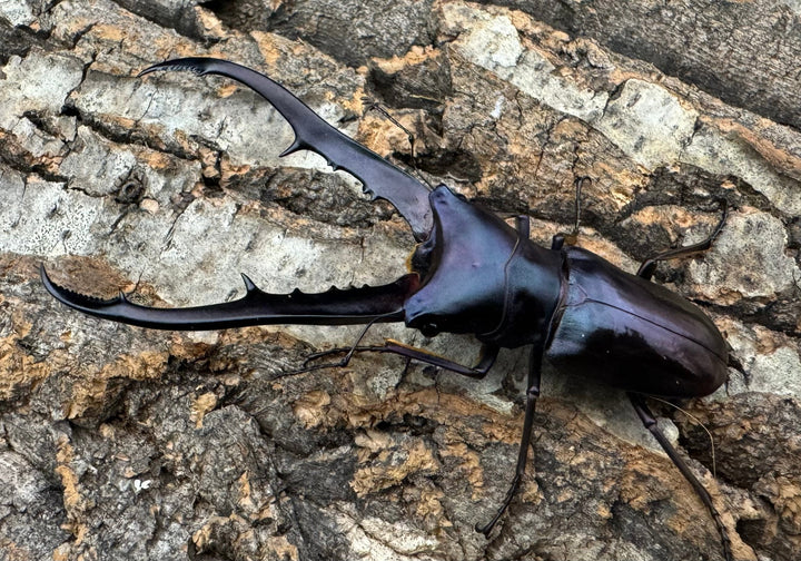 【美麗】即ブリ《メタリフェルホソアカ 75mm ペア》わたくわ氏ブリード個体