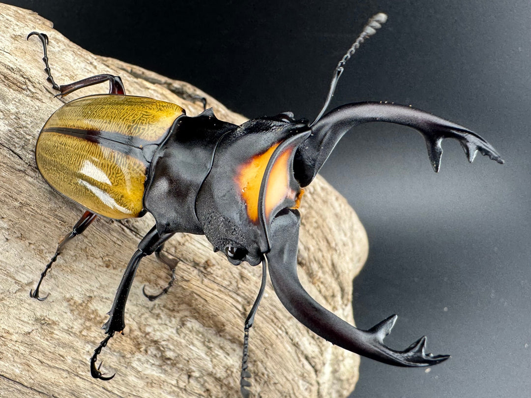 【WD】《ラコダールツヤクワガタ 76.5mm ペア》