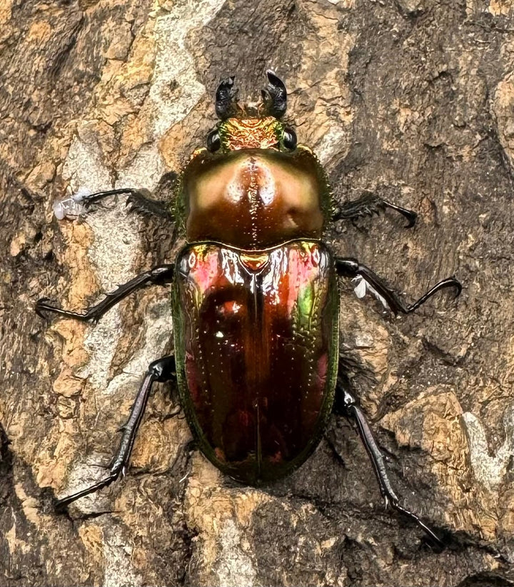 《ニジイロクワガタ 60mm ペア》