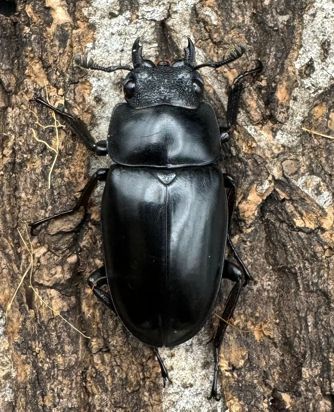 【WD】《ギラファノコギリ亜種ボロブドゥール 89mm ペア》