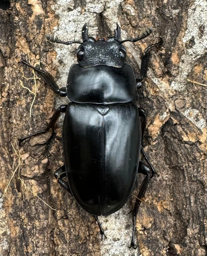 【WD】《ギラファノコギリ亜種ボロブドゥール 89mm ペア》