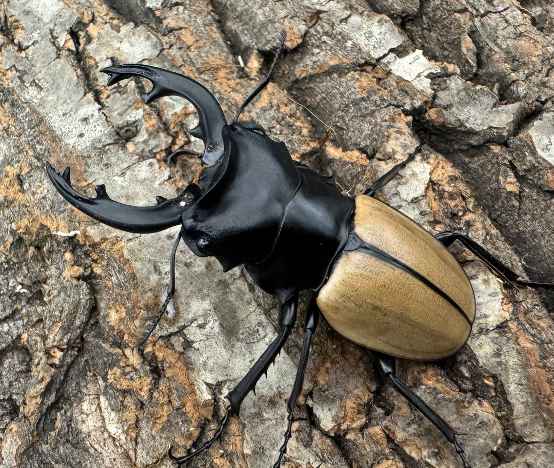 【WD】《モウホツヤクワガタ亜種エレガンス 67mm ペア》