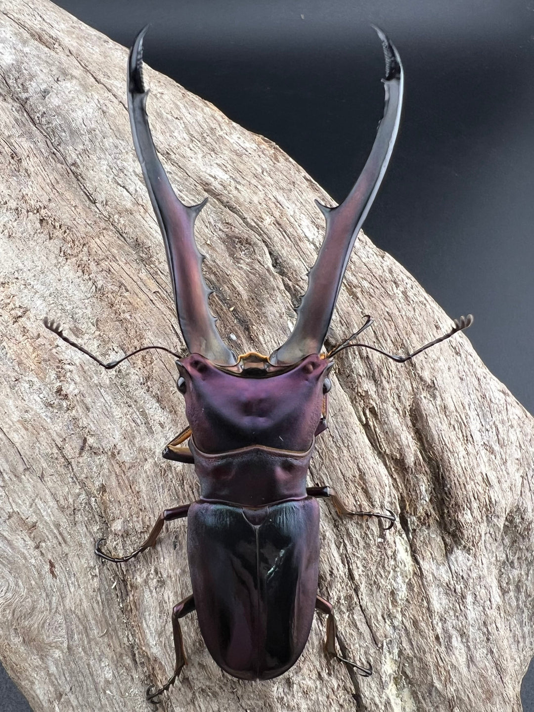 【美麗】《メタリフェルホソアカクワガタ 83mm ペア》セルヴォラン氏ブリード個体