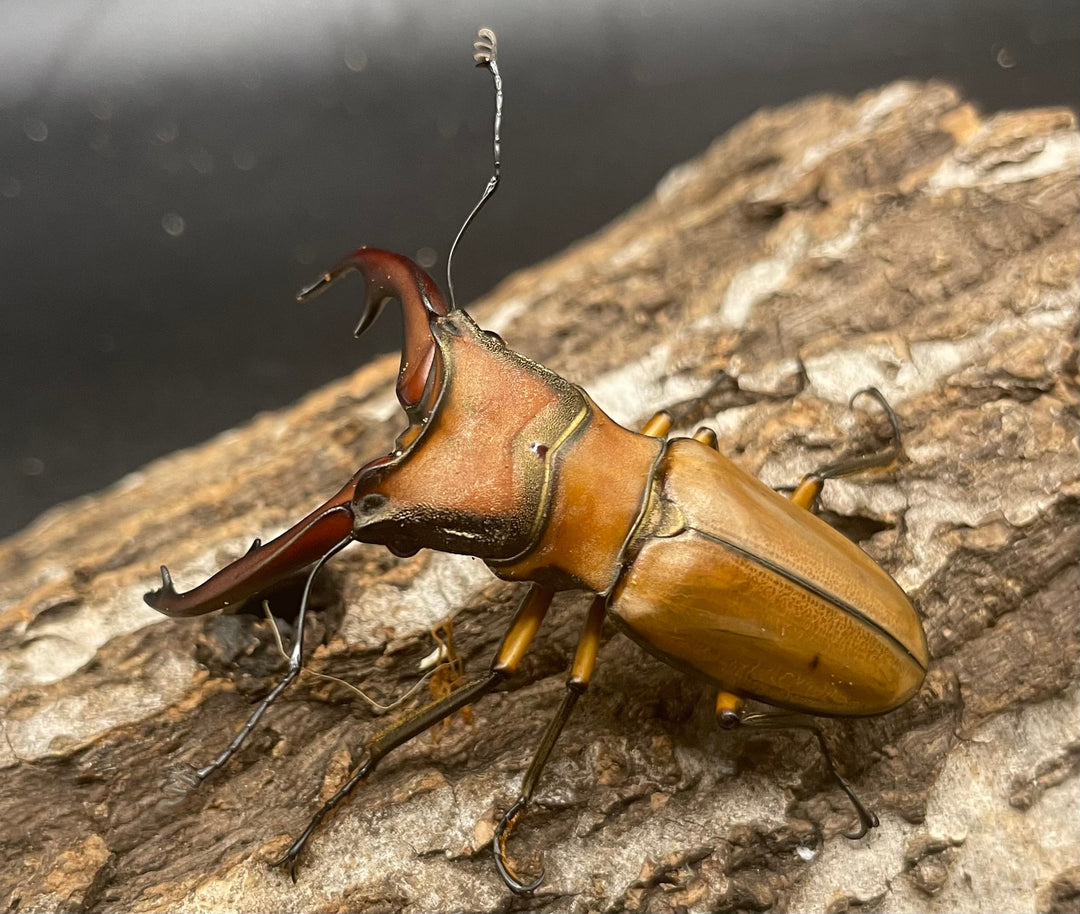 【WD】大型大歯《アラガールホソアカ 55mmUP ペア》